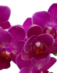 Phalaenopsis (Assorted Orchid)