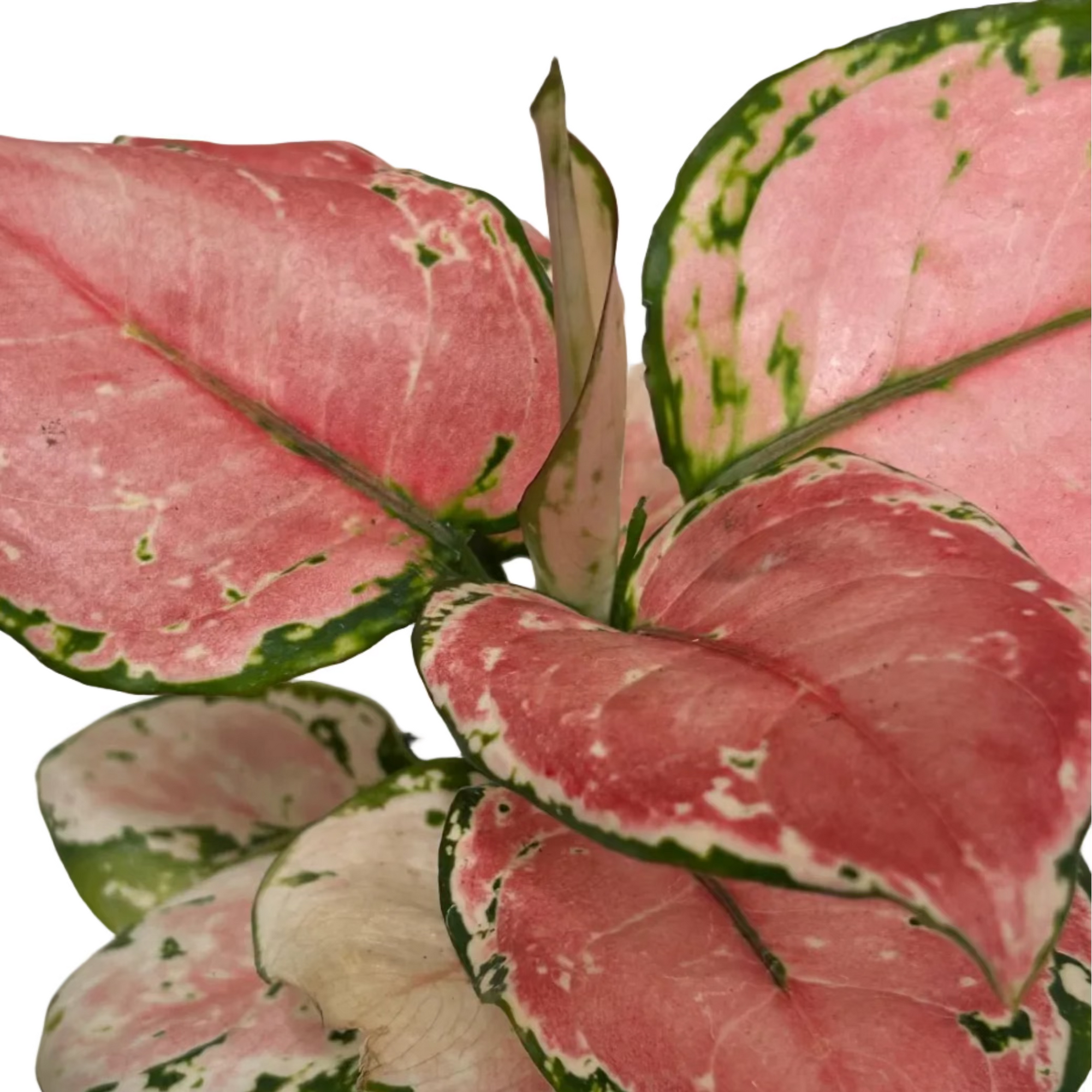 Aglaonema commutatum 'Lucky Red'
