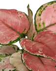Aglaonema commutatum 'Lucky Red'