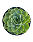 Echeveria 'Lime N' Chile'