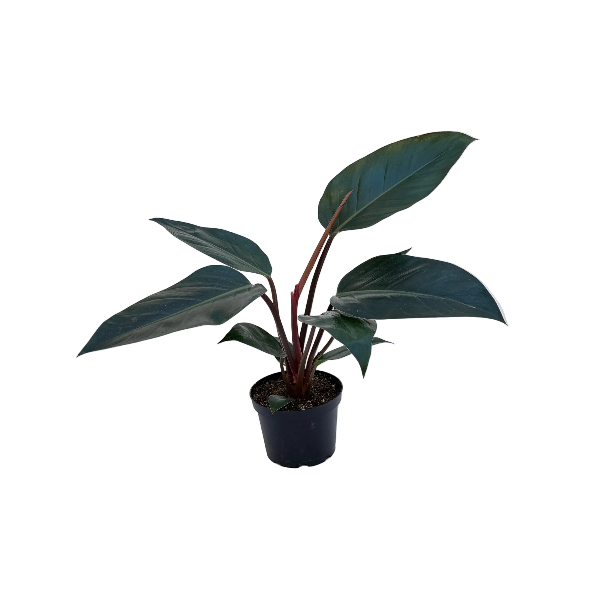 Philodendron 'Congo Rojo'