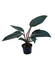Philodendron 'Congo Rojo'