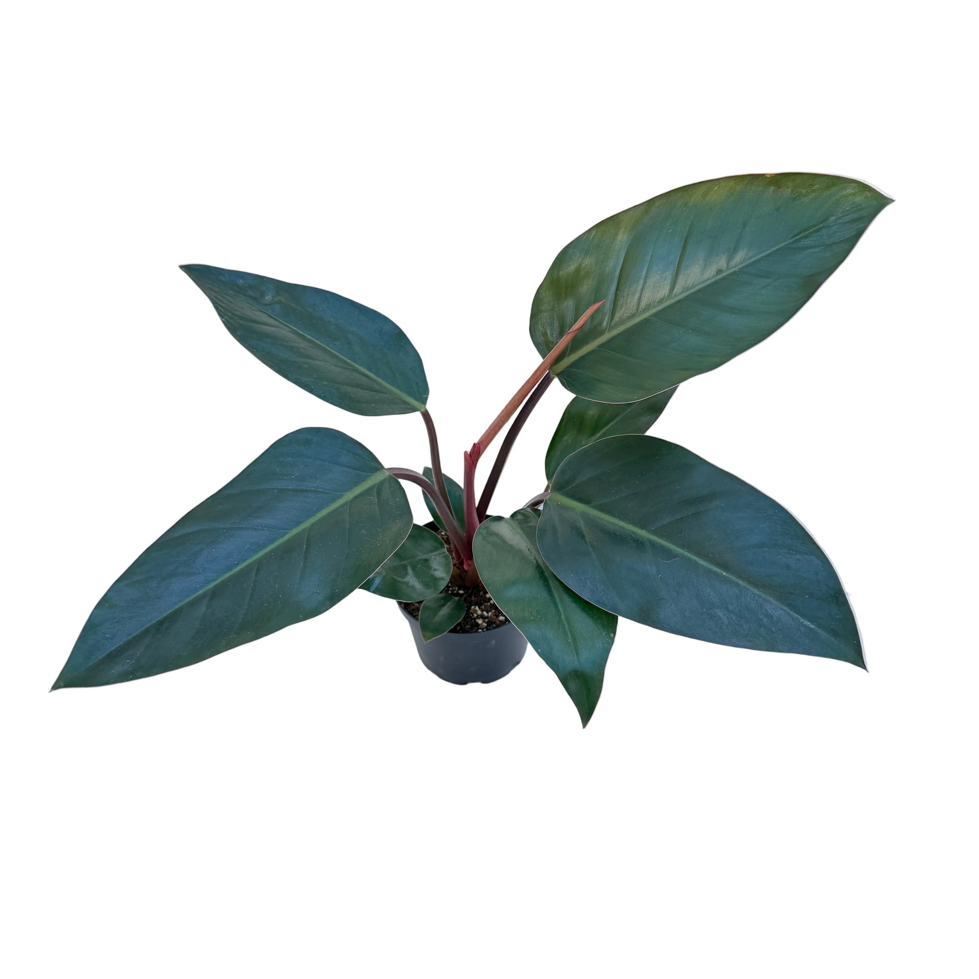 Philodendron 'Congo Rojo'