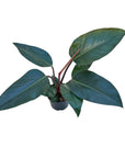 Philodendron 'Congo Rojo'