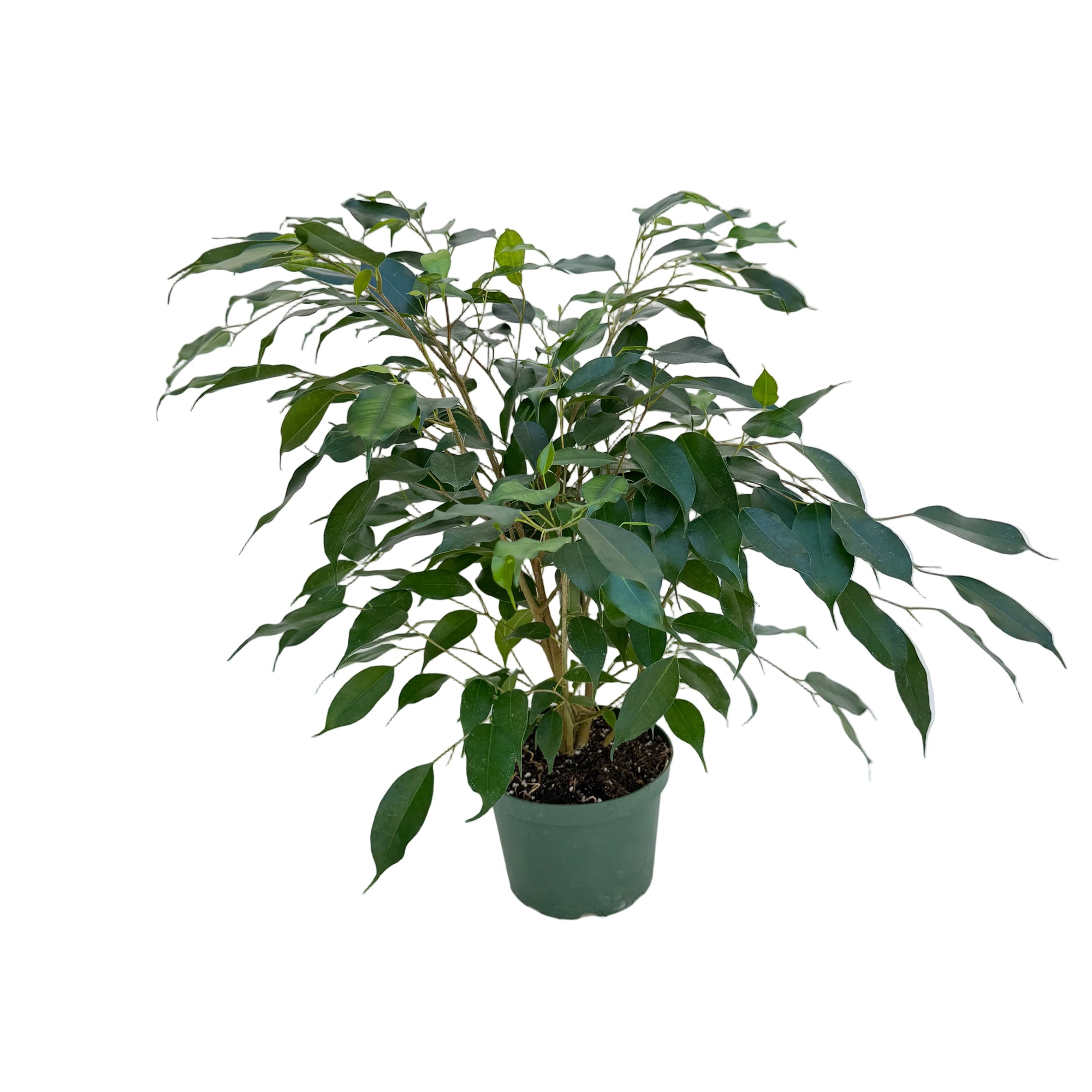 Ficus benjamina