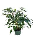 Ficus benjamina