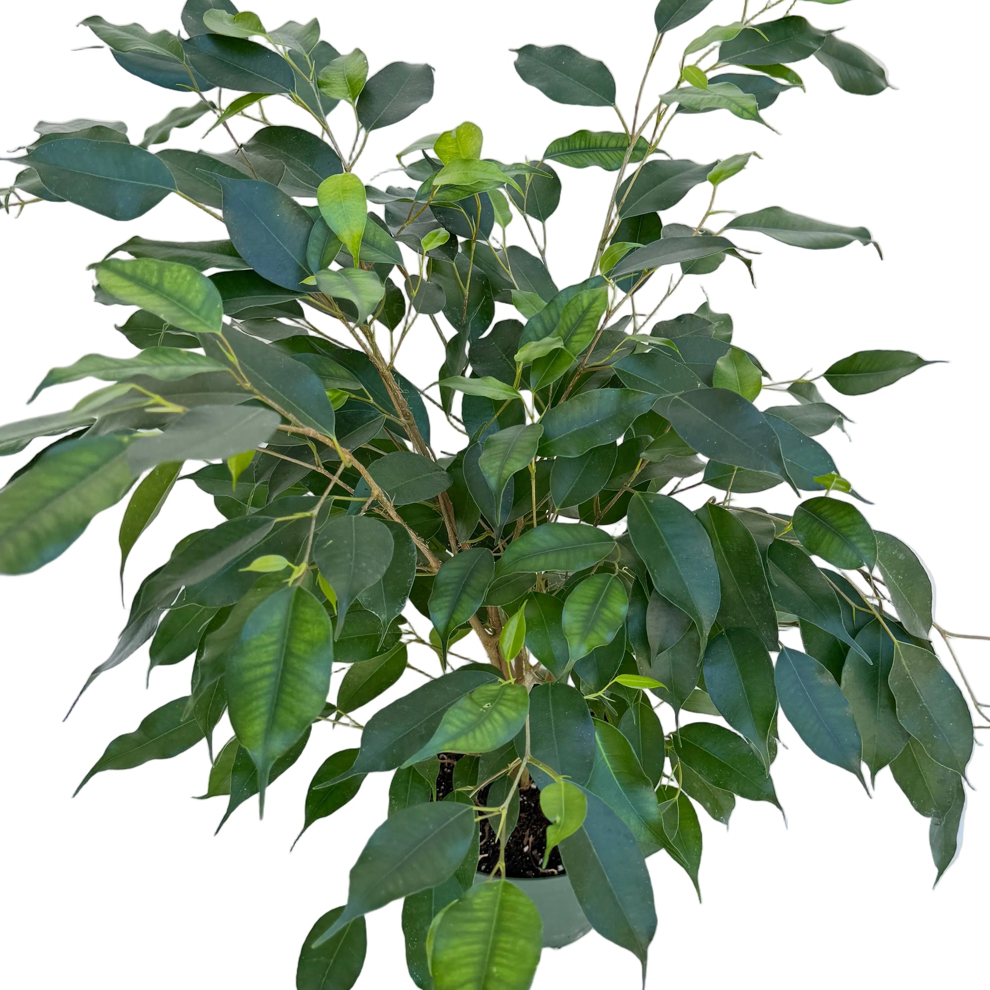Ficus benjamina