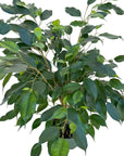 Ficus benjamina