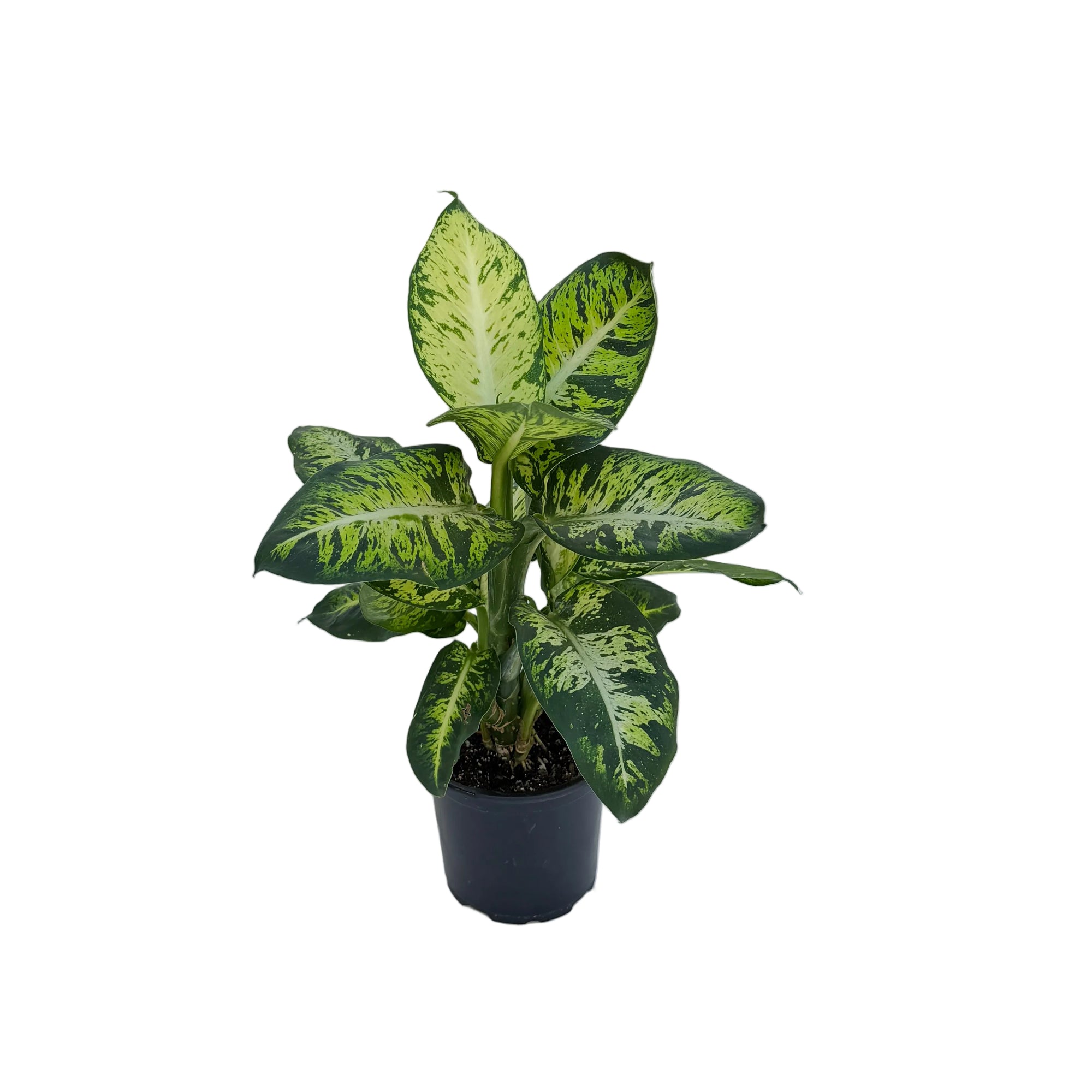 Dieffenbachia seguine 'Sublime'