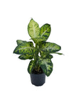 Dieffenbachia seguine 'Sublime'