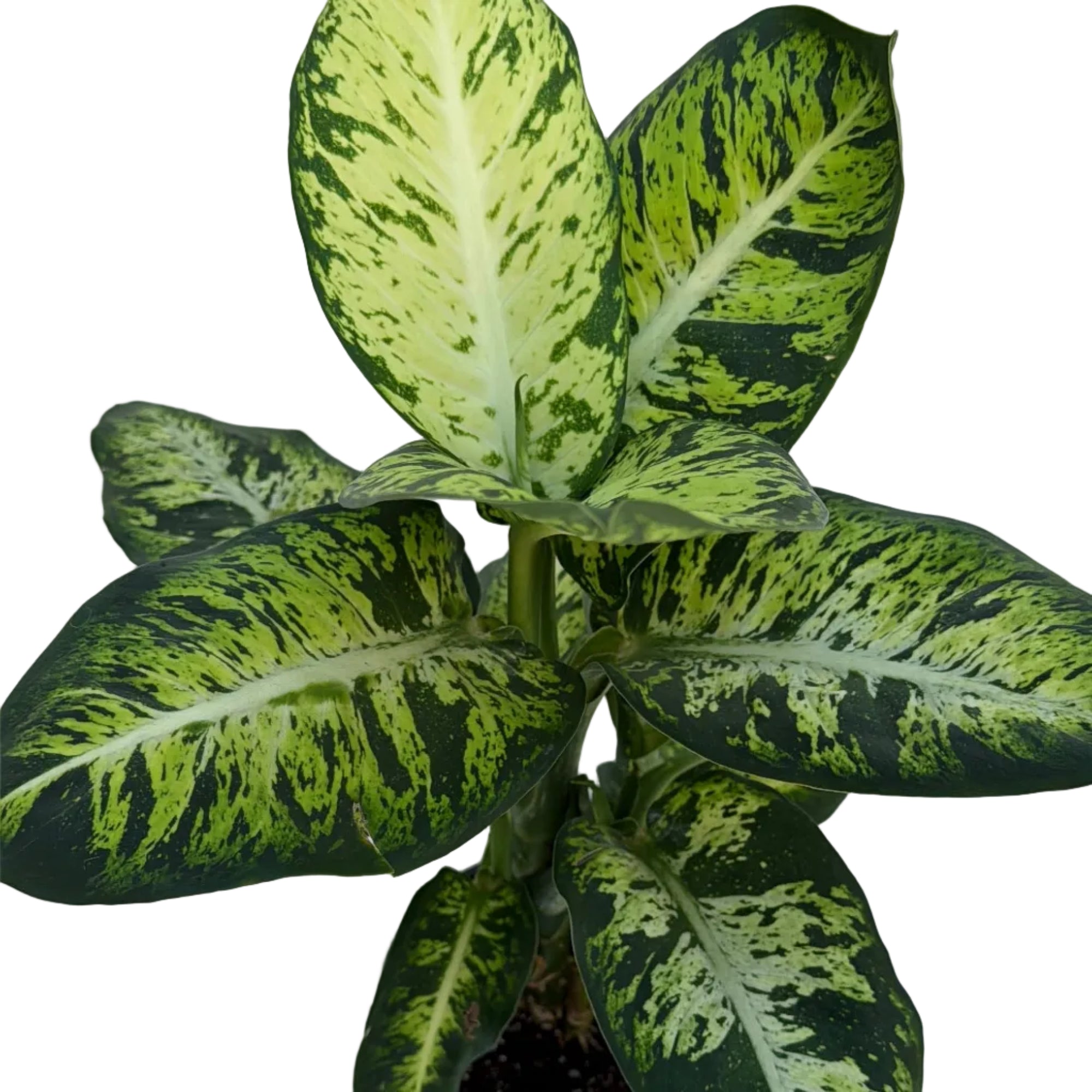 Dieffenbachia seguine 'Sublime'