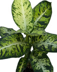 Dieffenbachia seguine 'Sublime'