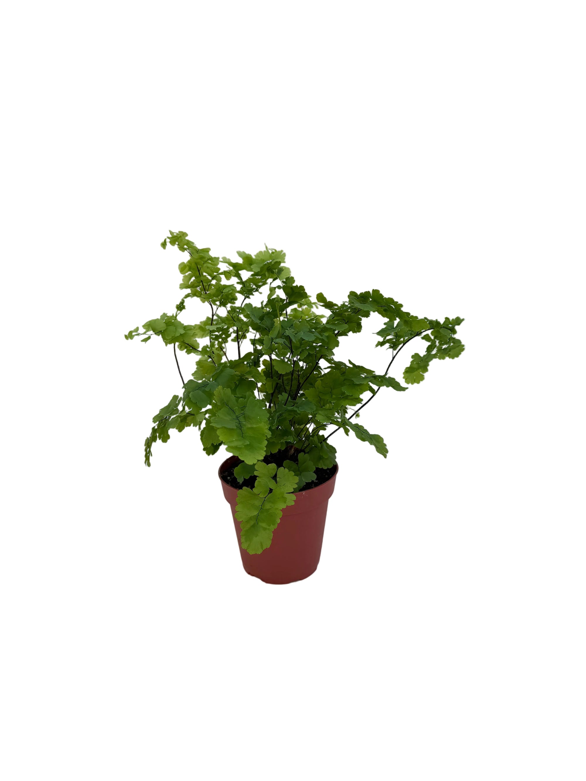 Adiantum raddianum 'Pacific Maid'
