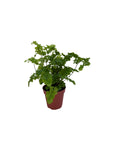 Adiantum raddianum 'Pacific Maid'