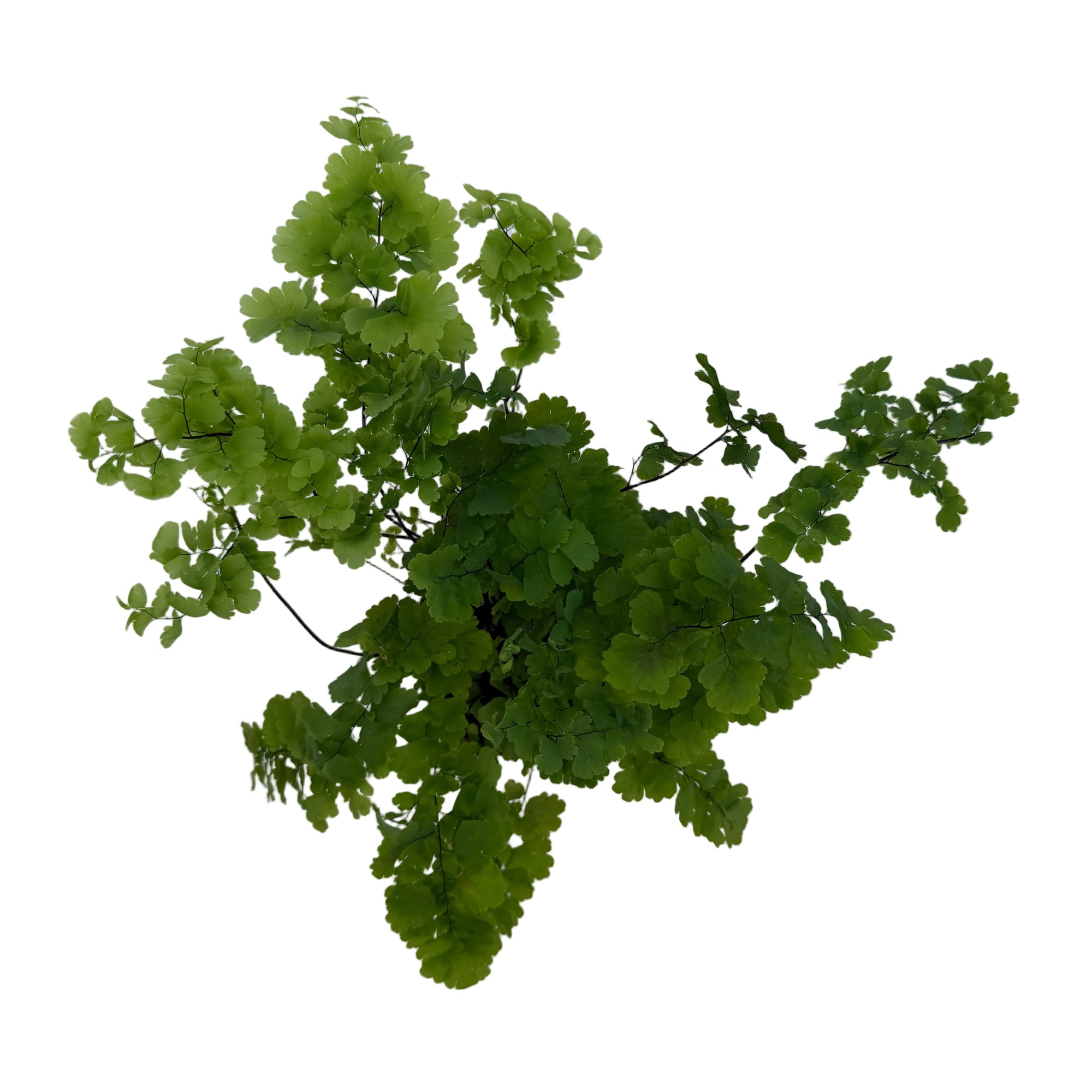 Adiantum raddianum 'Pacific Maid'