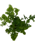 Adiantum raddianum 'Pacific Maid'