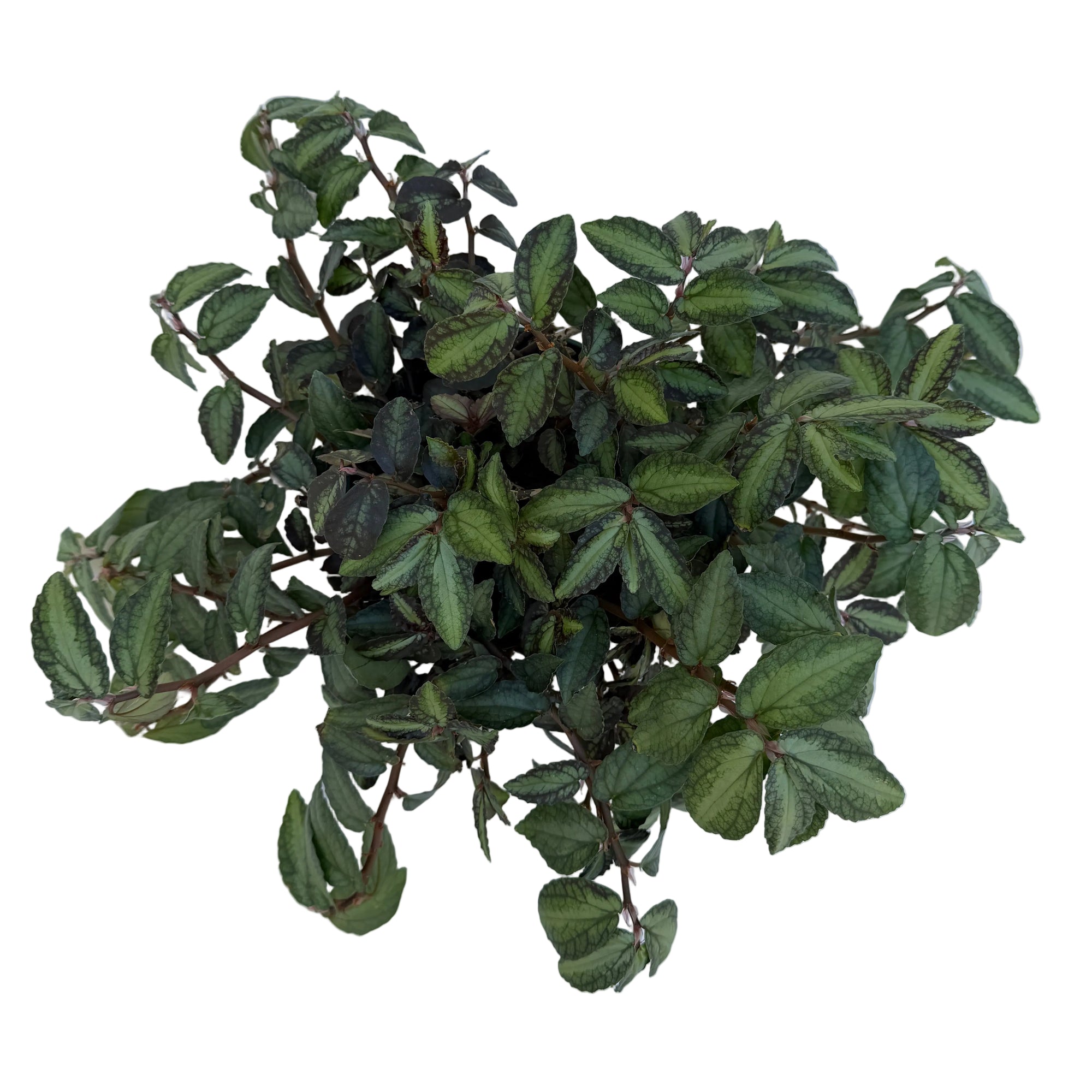 Pellionia daveauana (Rainbow Vine)