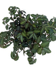 Pellionia daveauana (Rainbow Vine)