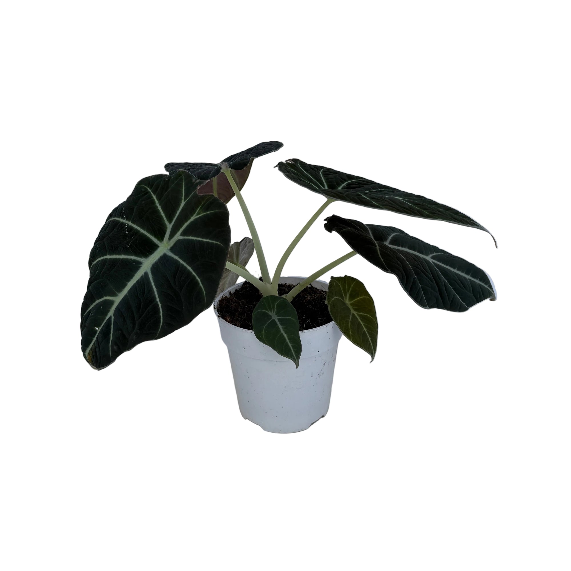 Alocasia reginula 'Black Velvet'
