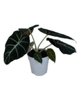 Alocasia reginula 'Black Velvet'