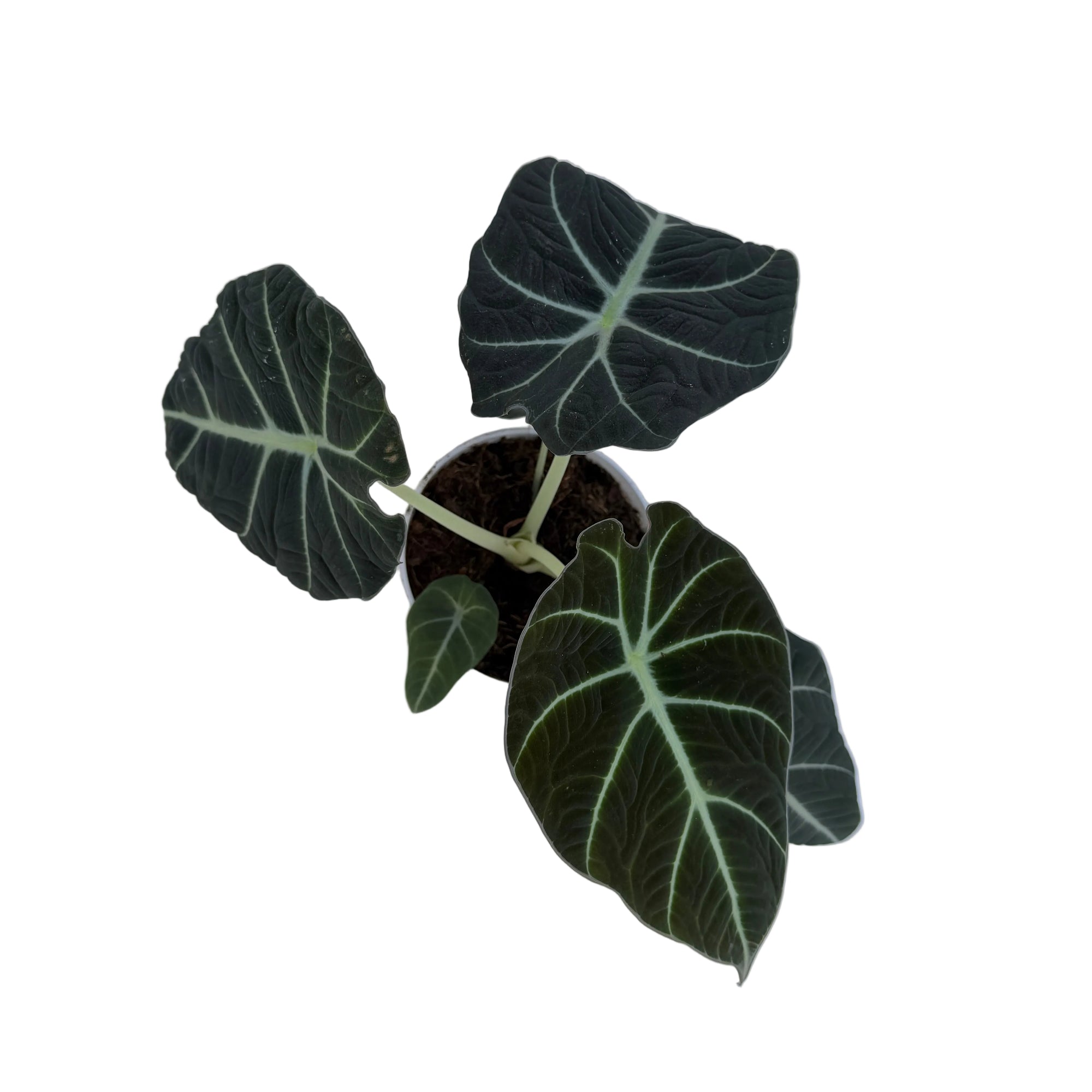 Alocasia reginula 'Black Velvet'