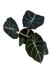 Alocasia reginula 'Black Velvet'