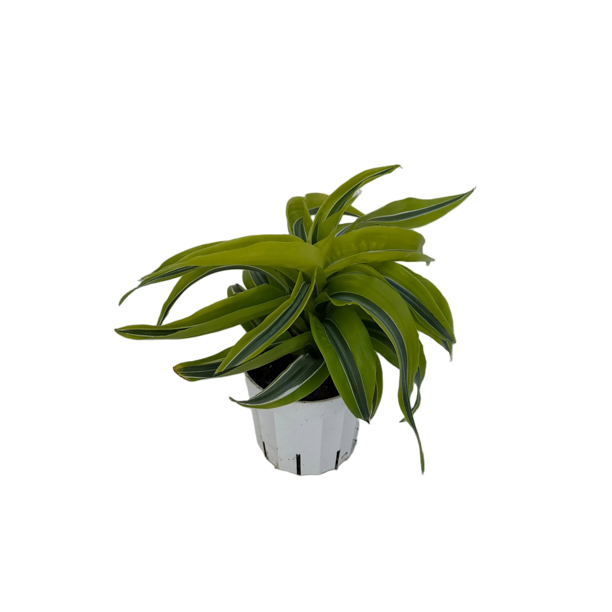 Dracaena 'Lemon Surprise'