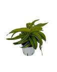 Dracaena 'Lemon Surprise'