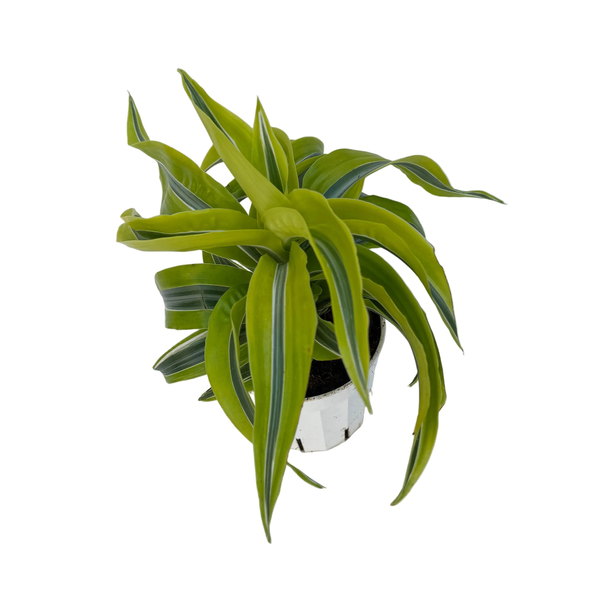 Dracaena 'Lemon Surprise'