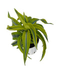 Dracaena 'Lemon Surprise'