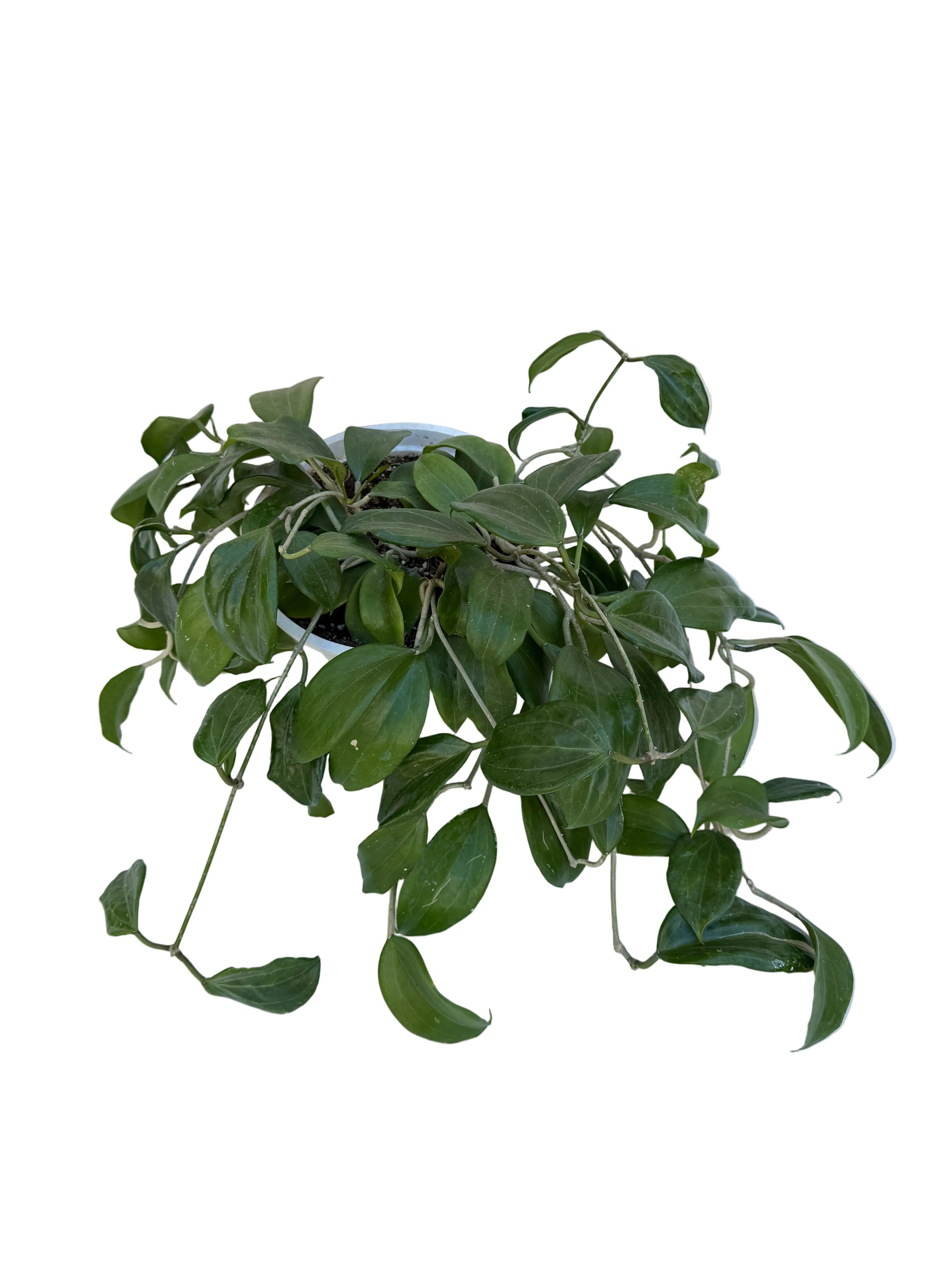 Hoya quinquenervia