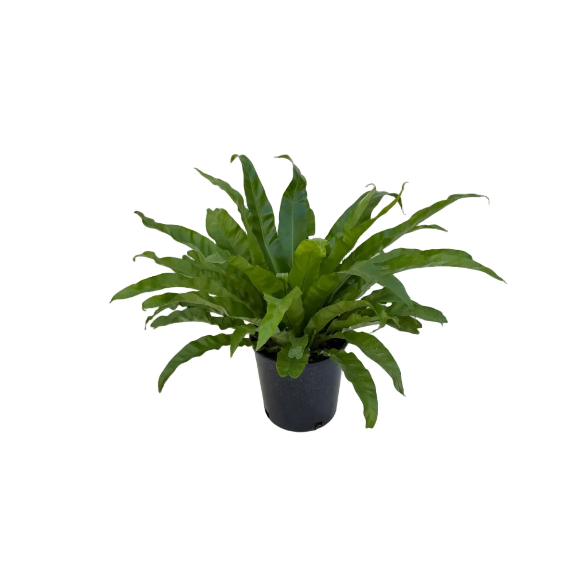 Asplenium antiquum (Japanese Bird's Nest Fern)