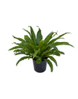 Asplenium antiquum (Japanese Bird's Nest Fern)
