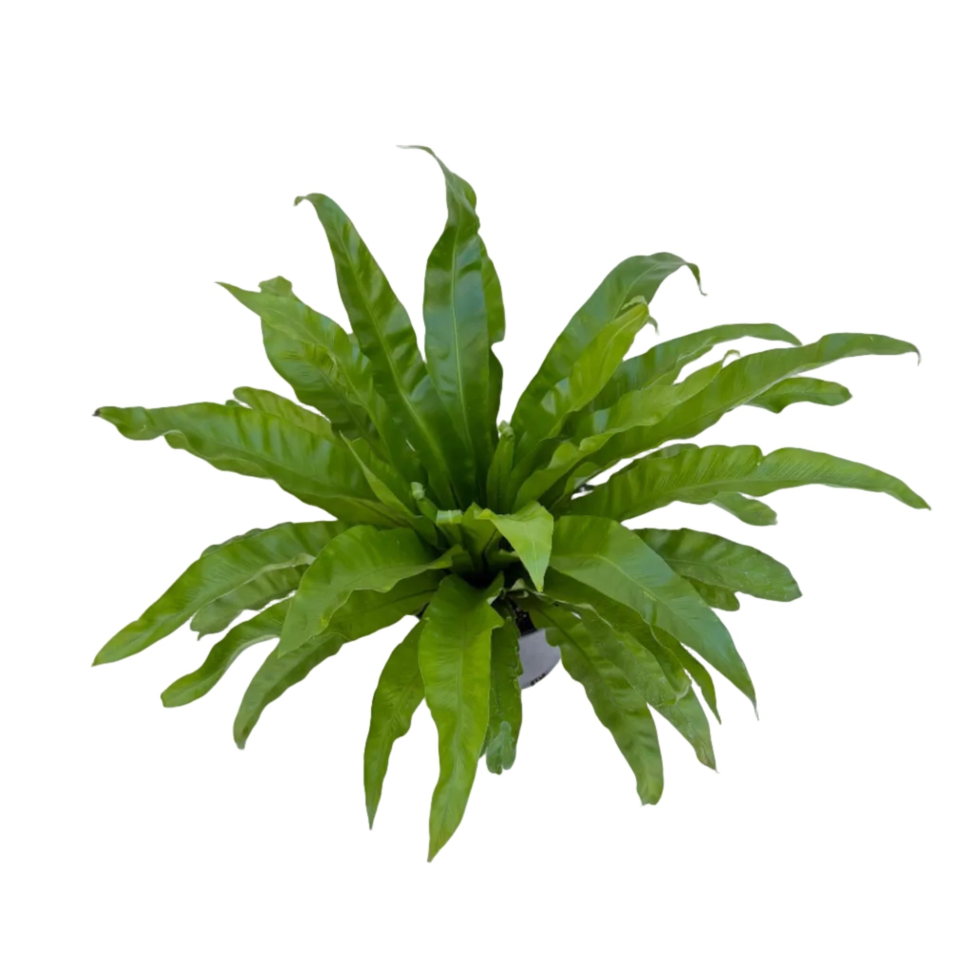 Asplenium antiquum (Japanese Bird's Nest Fern)