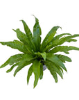 Asplenium antiquum (Japanese Bird's Nest Fern)