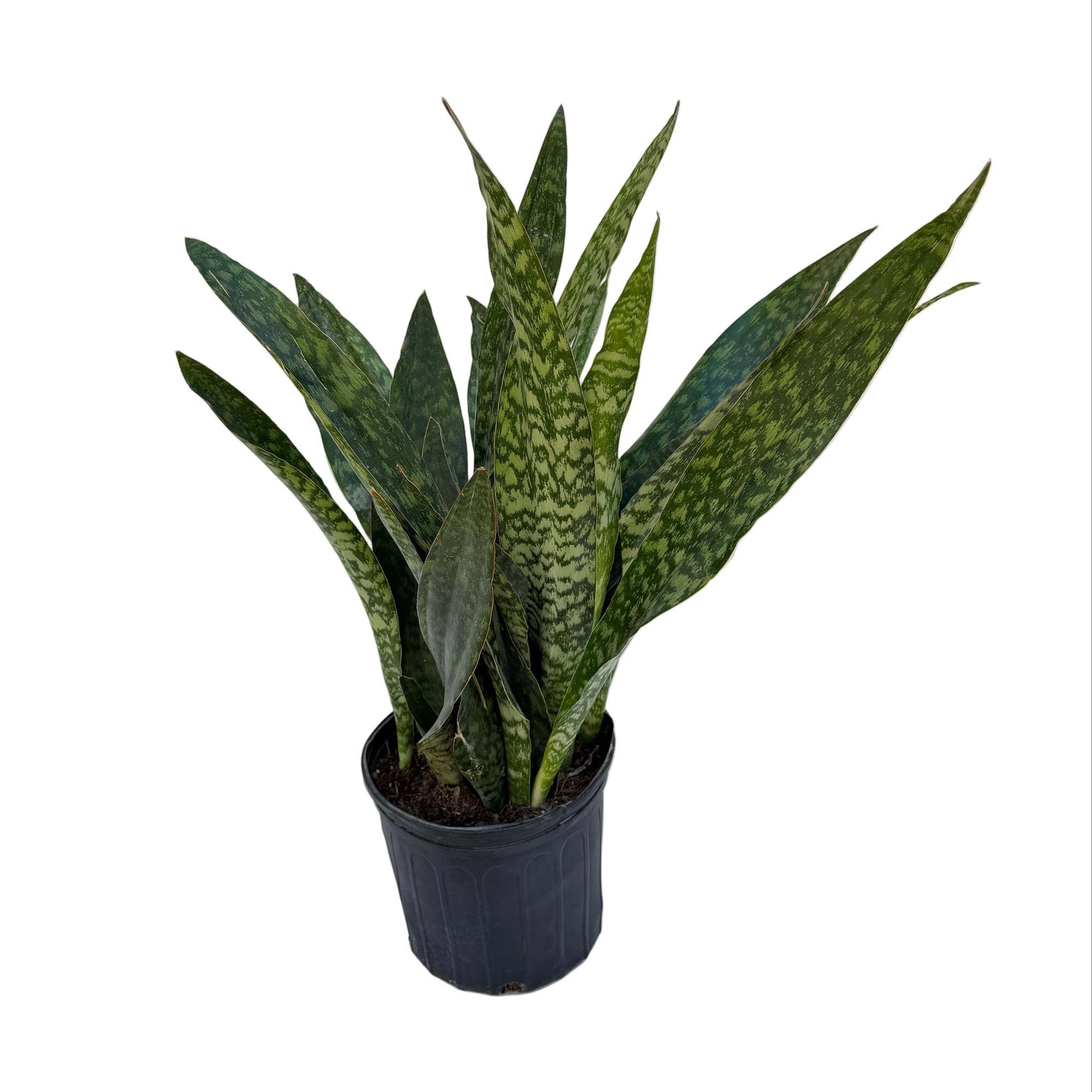 Dracaena trifasciata 'Jaboa'