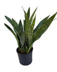 Dracaena trifasciata 'Jaboa'