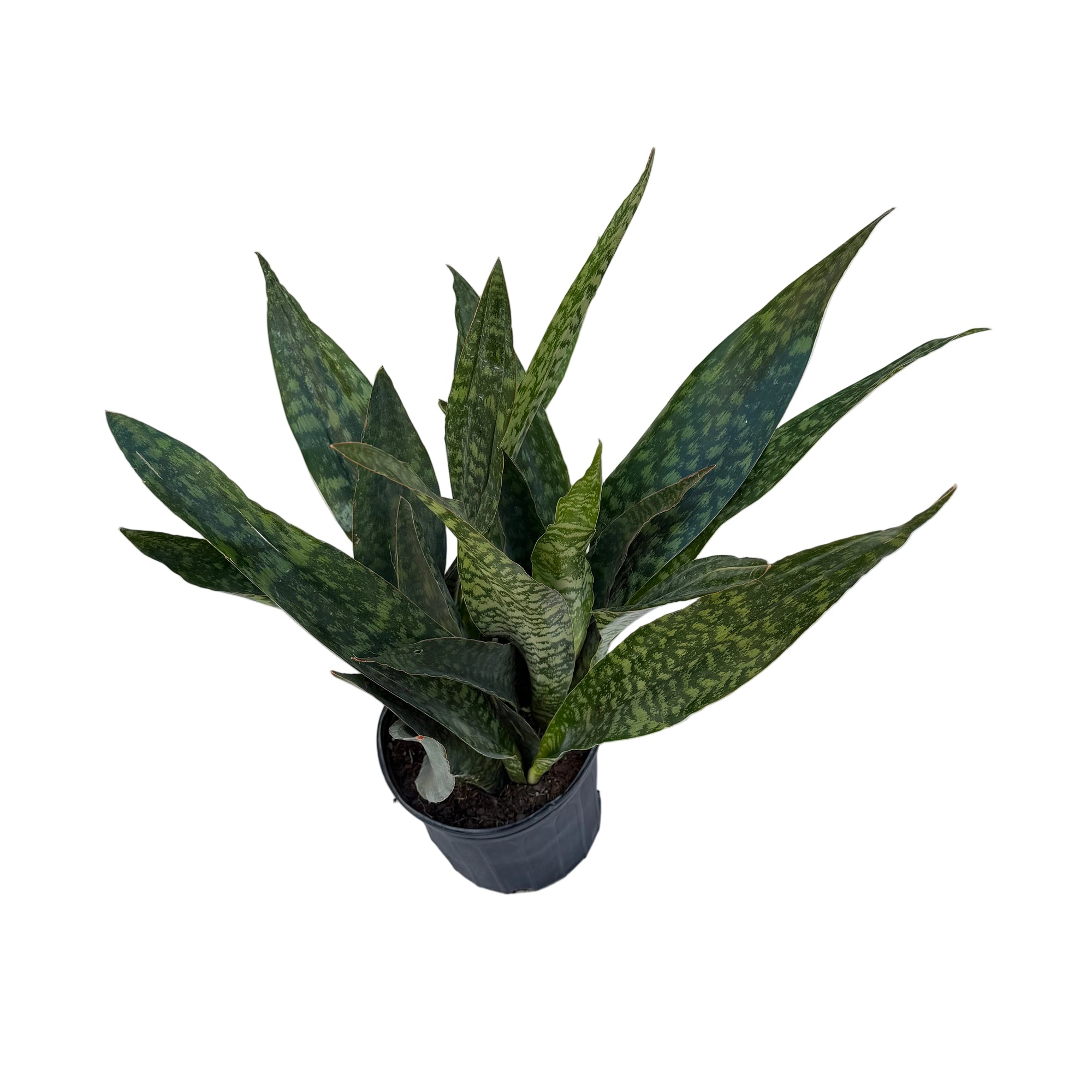 Dracaena trifasciata 'Jaboa'