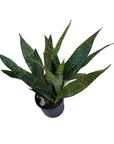 Dracaena trifasciata 'Jaboa'