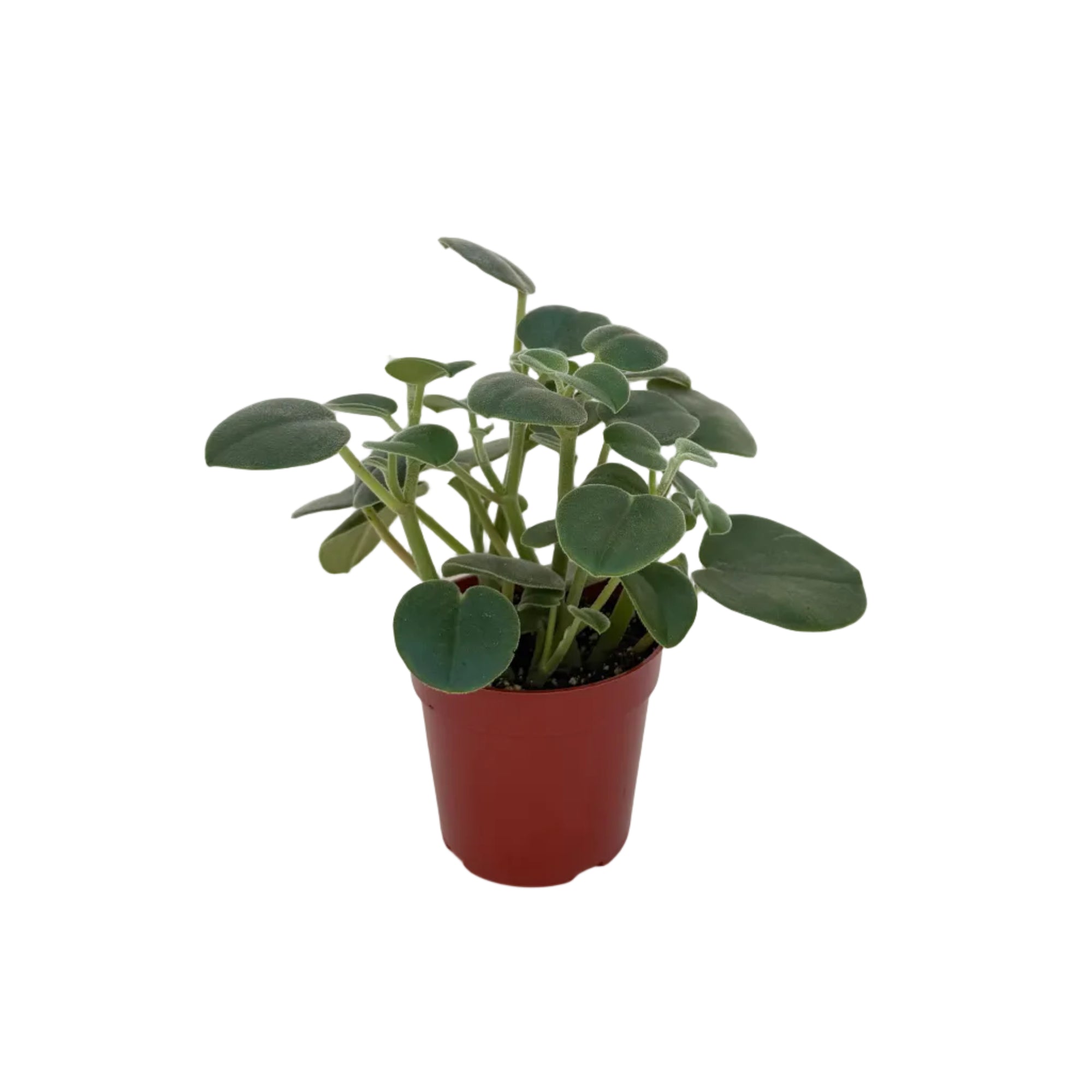 Peperomia incana (Felted Pepperface)