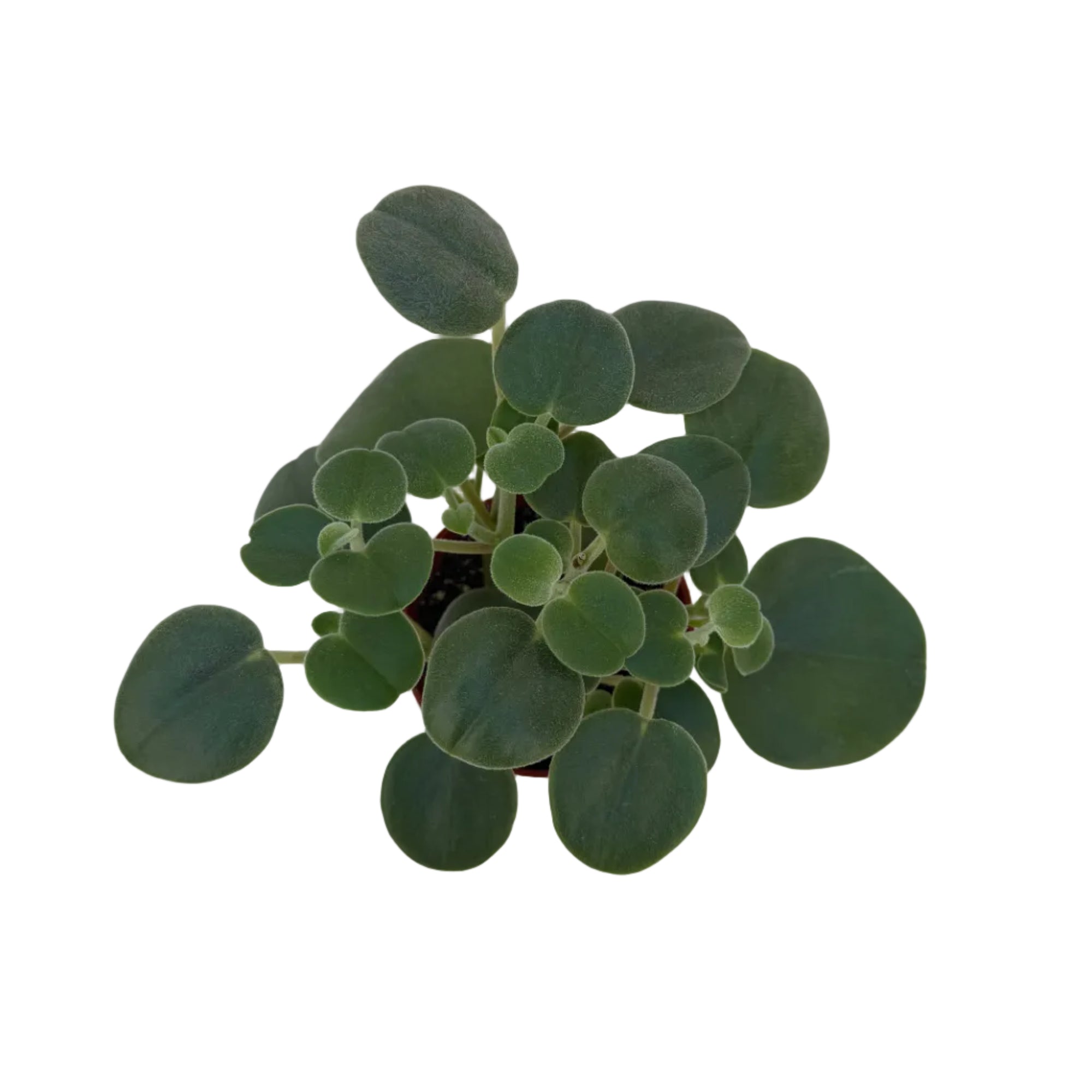 Peperomia incana (Felted Pepperface)