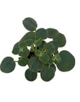 Peperomia incana (Felted Pepperface)