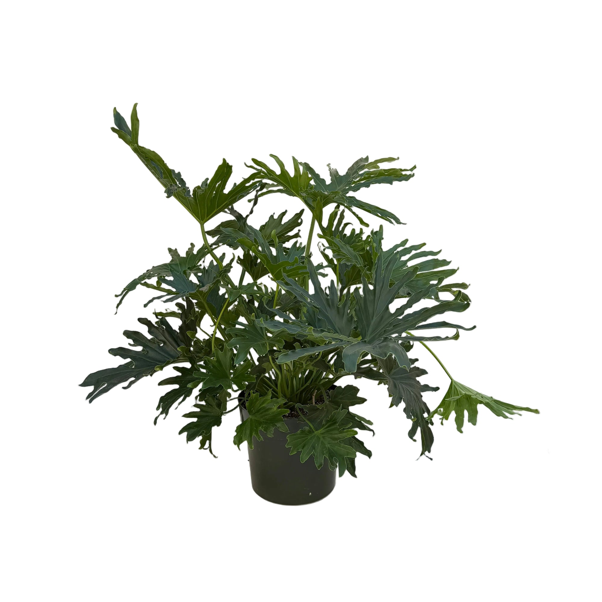 Philodendron selloum