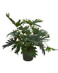Philodendron selloum