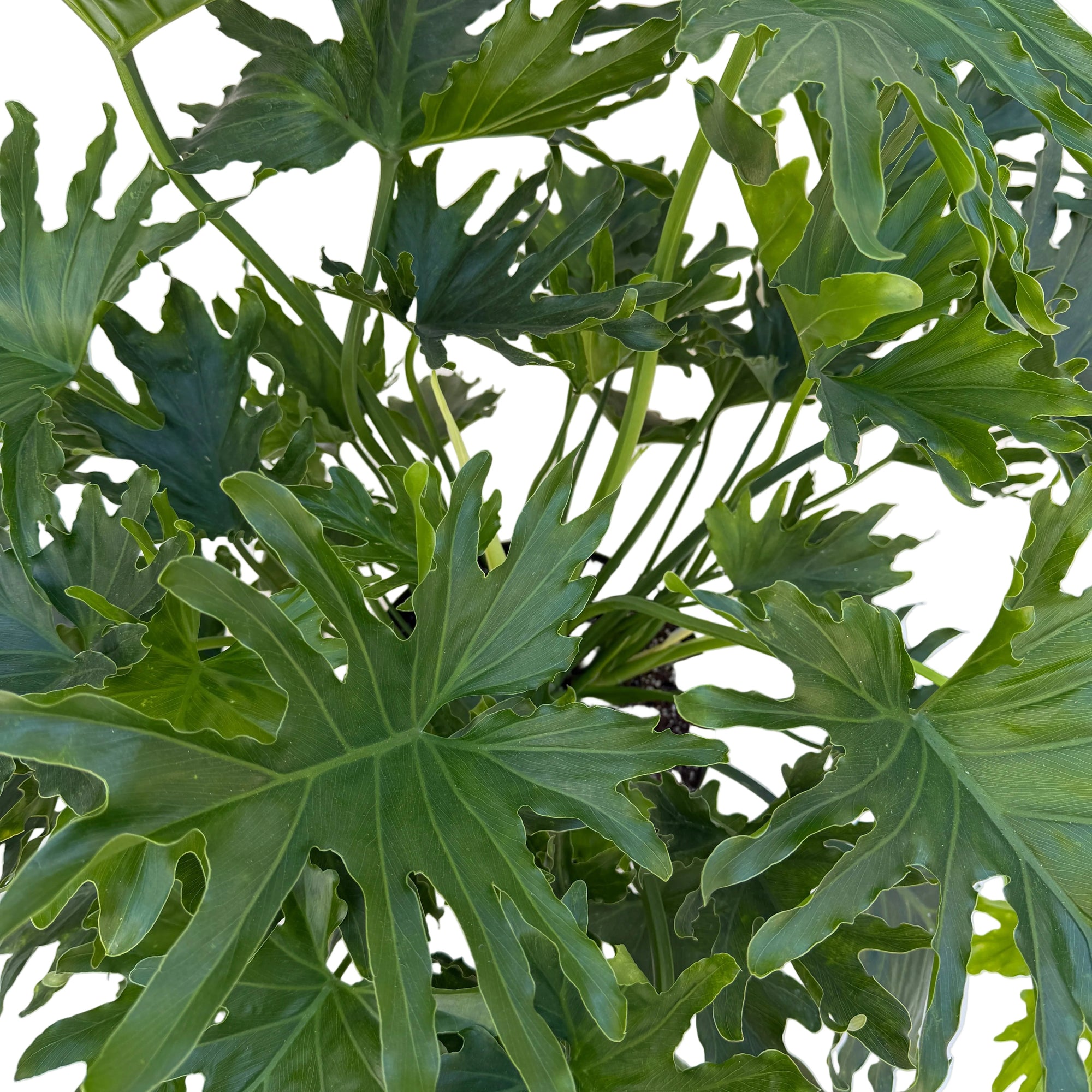 Philodendron selloum
