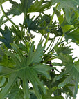 Philodendron selloum