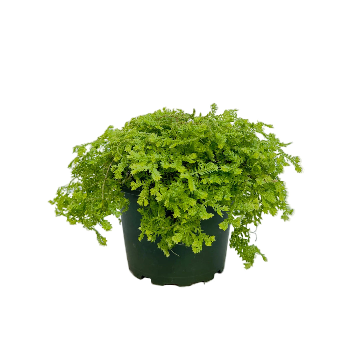 Selaginella 'Electric Lime'