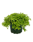 Selaginella 'Electric Lime'