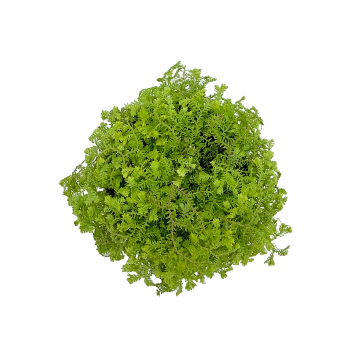 Selaginella 'Electric Lime'