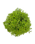 Selaginella 'Electric Lime'